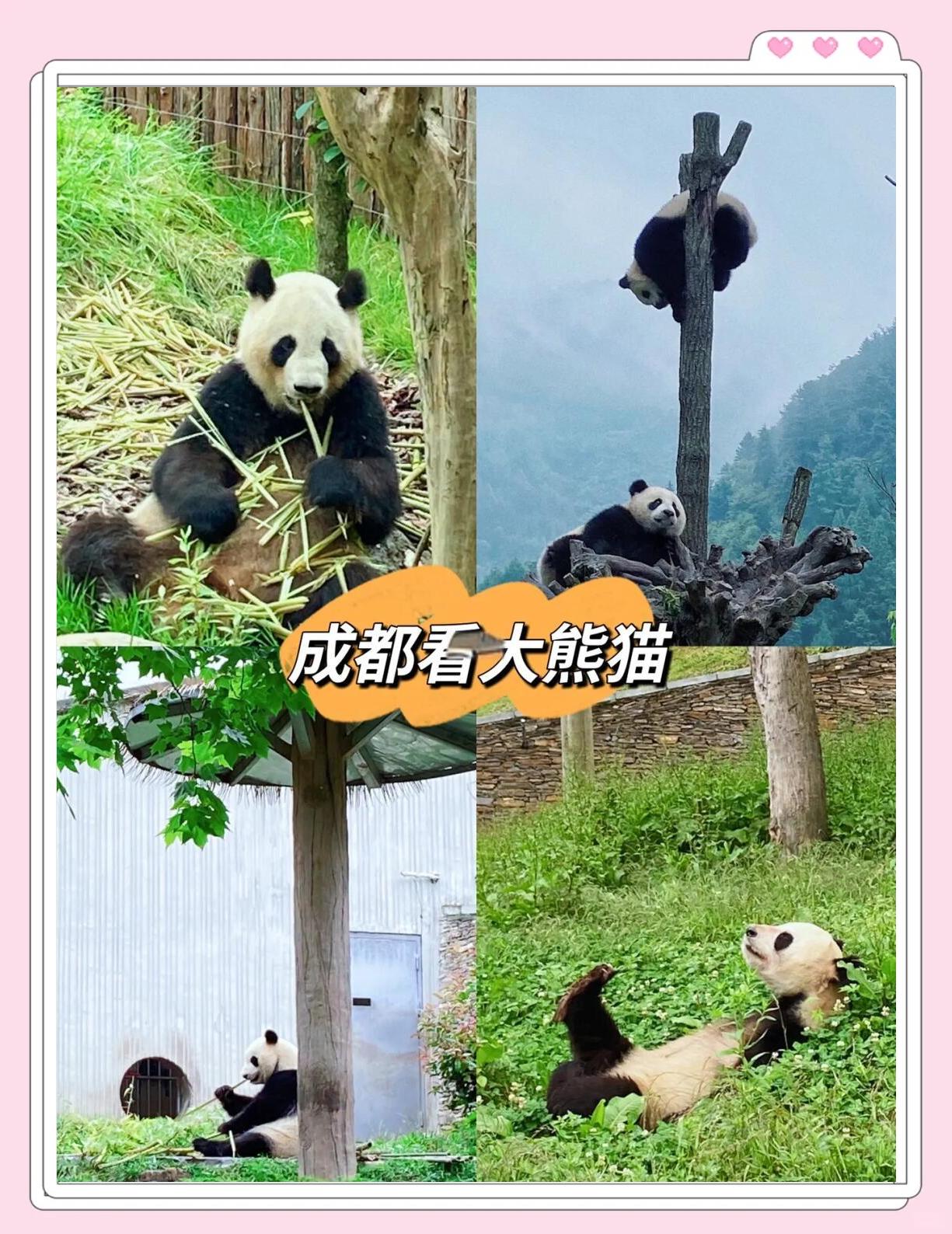 成都熊猫浴火重生，斩获全取分的简单介绍