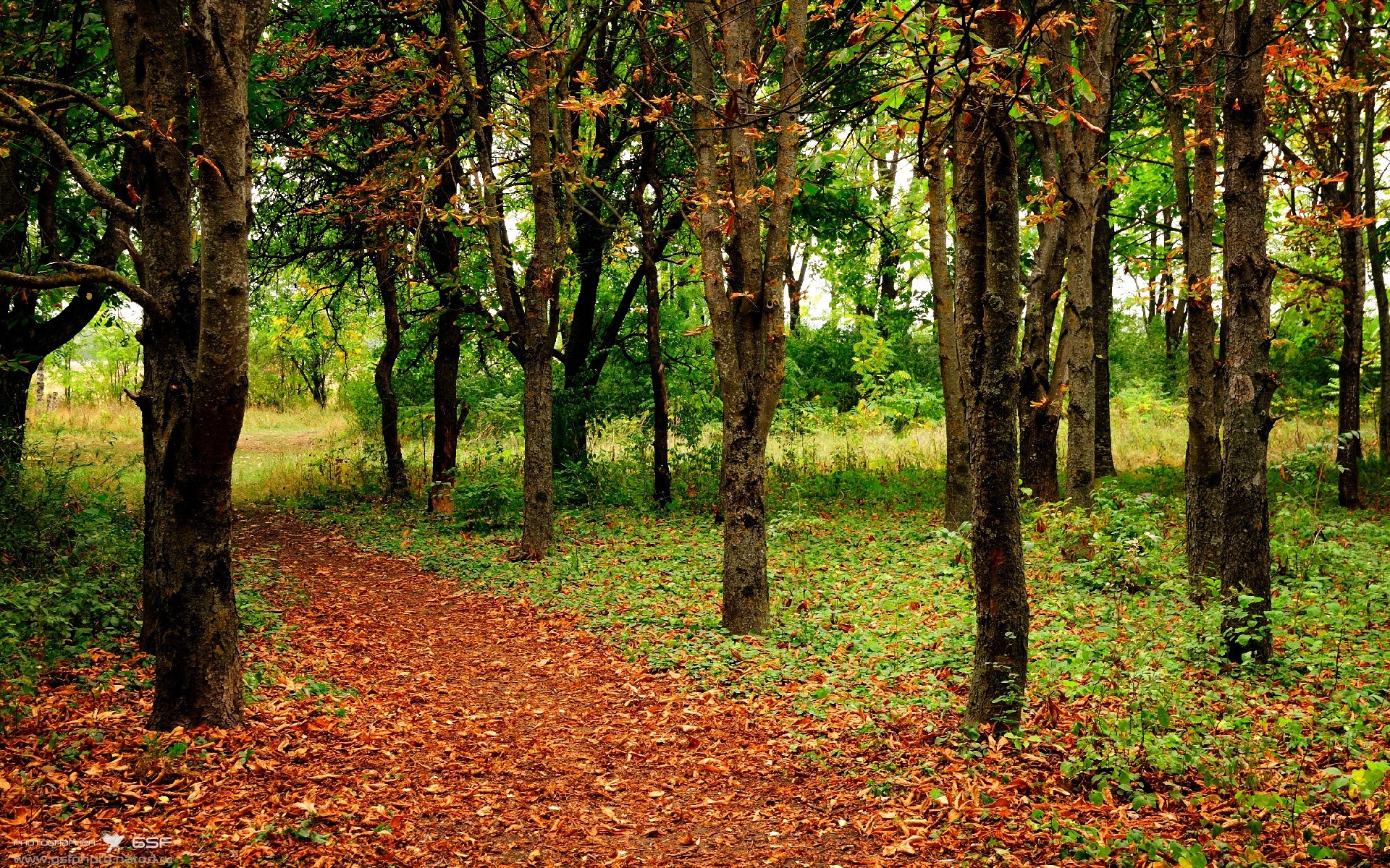 开云平台-拉梅洛·鲍尔关键先生闪耀全场，森林狼制霸北京队迎国际友谊赛大胜