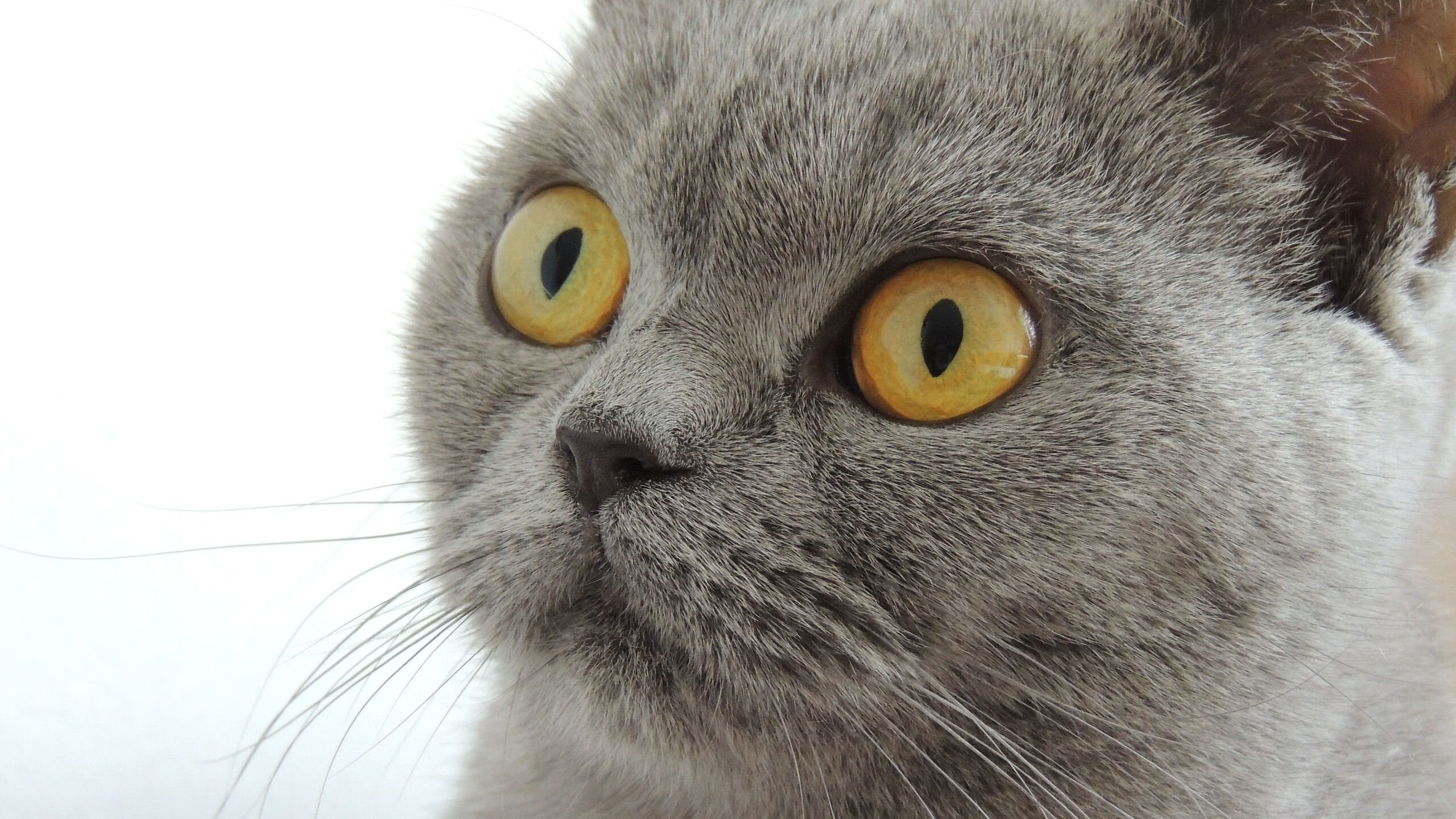 开云体育平台APP-天赋与体系的对决，文班亚马关键战不软，浙江团队篮球全面压制活塞