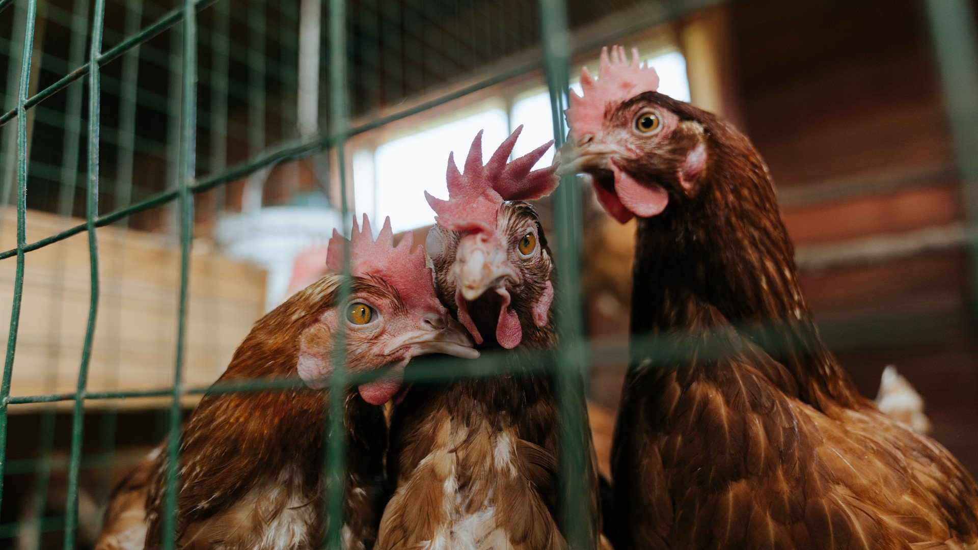 开云体育APP下载-赛场上的主宰者，浙江队团队胜利与马克西欧冠封神之战