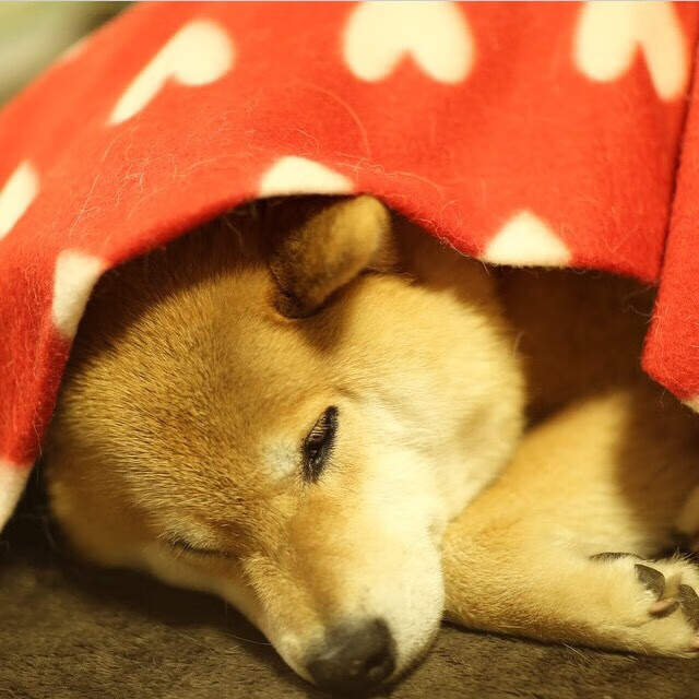 开云体育中国-街道缠斗与沙漠风暴，卡塔尔夜战中荷兰冠军的意外陷落