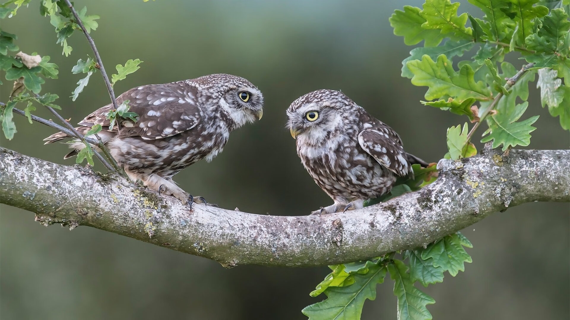 数据爆炸夜,哈登狂飙60+三双,却难阻国王团队篮球的终极胜利