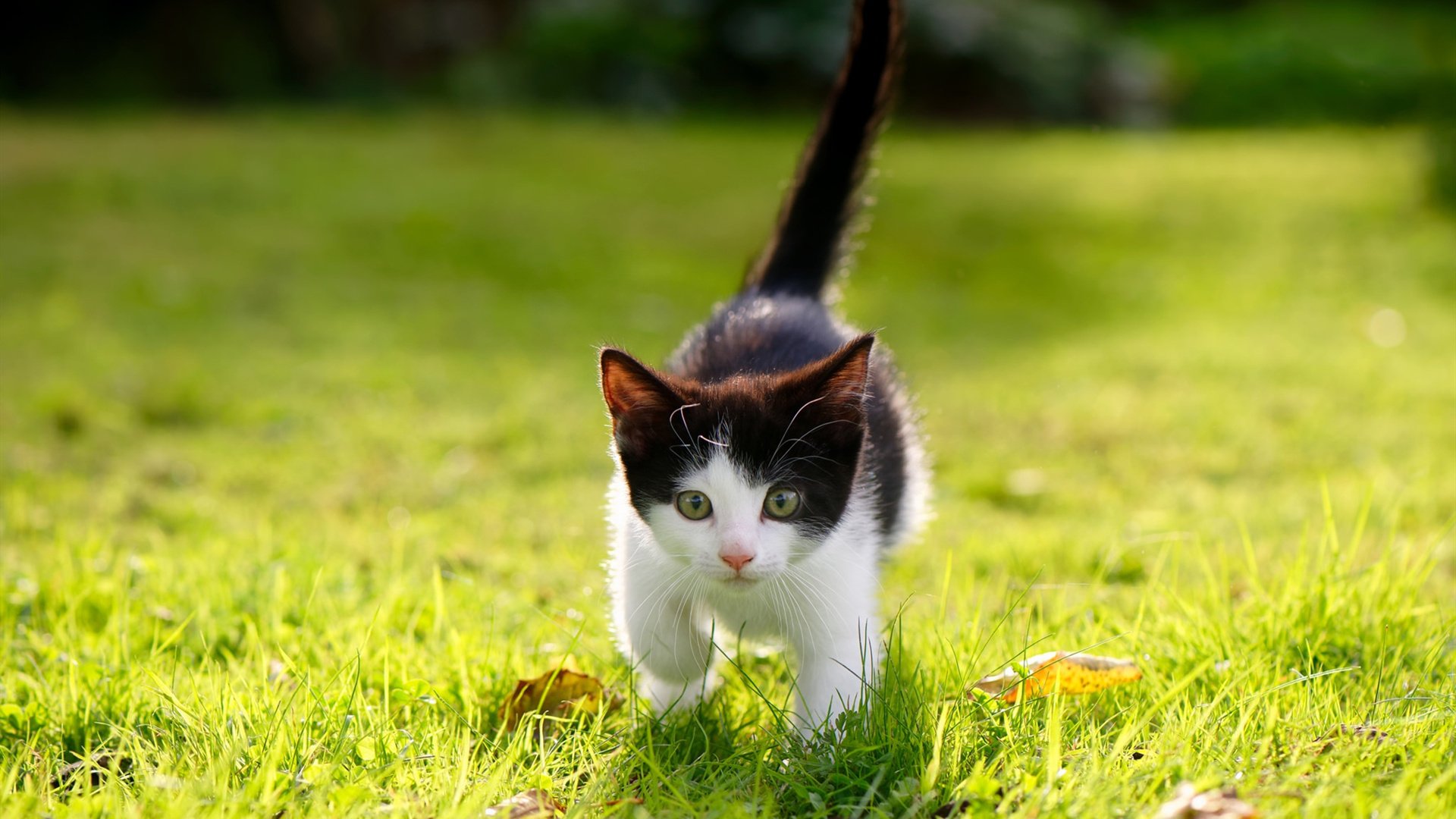 开云体育中国-新疆速胜篮网，恩比德狂砍30+10成关键先生