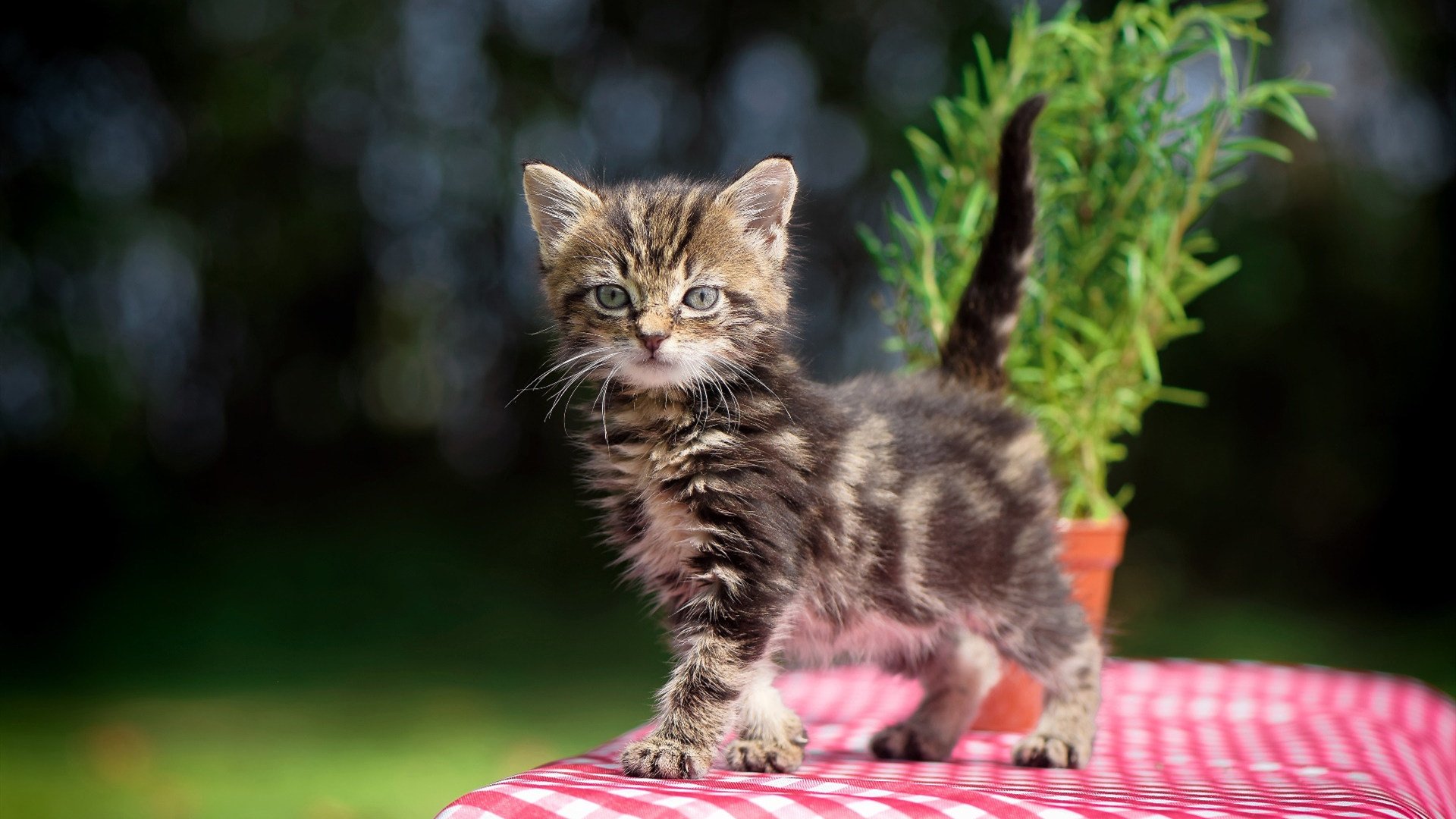 铁血防守擒飞豹，德罗赞一剑封喉