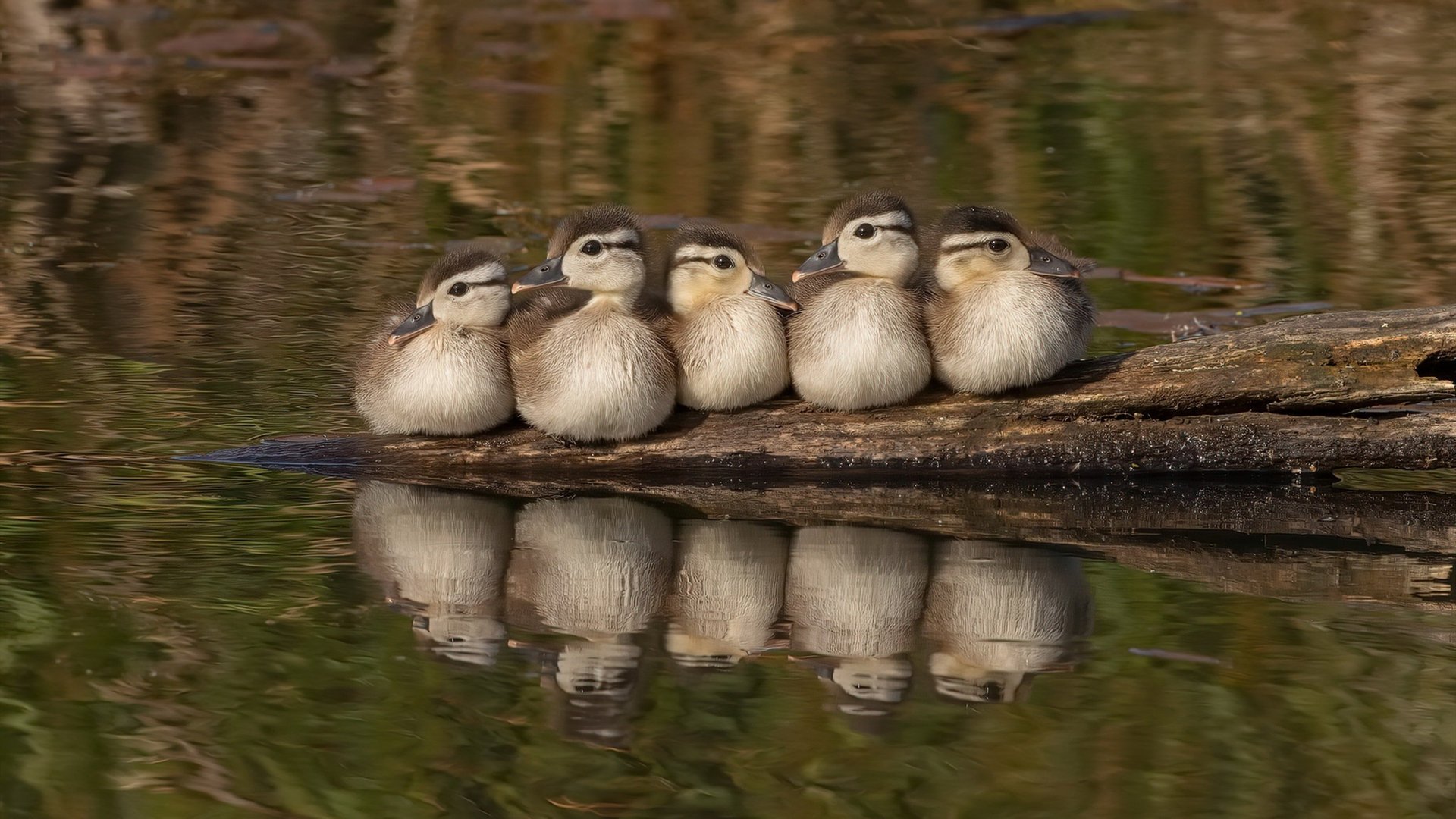 伦纳德赛后评分拉满，却映照森林狼全面压制掘金的团队光芒