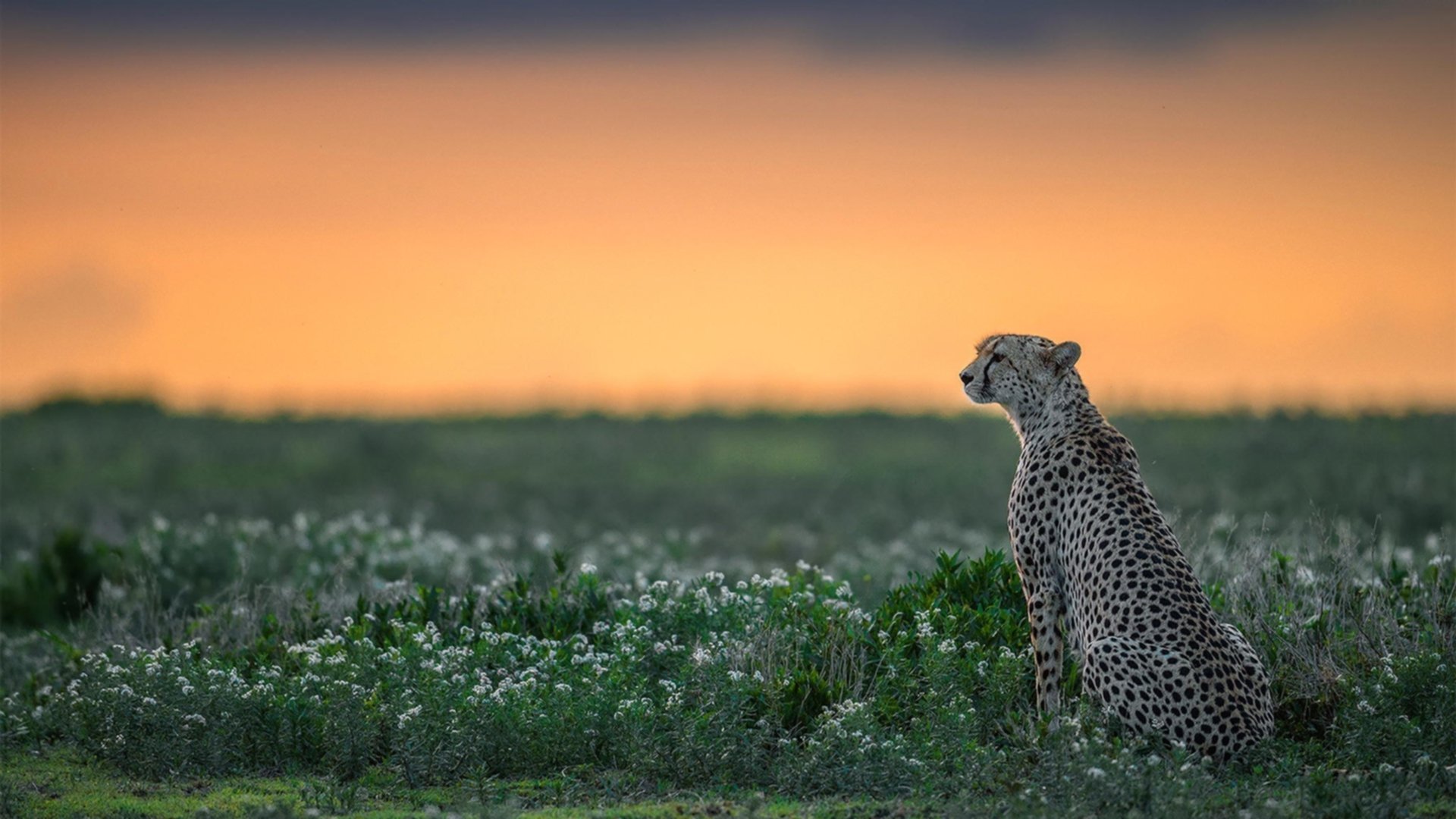 欧冠焦点战,曼城战术收割,摩纳哥青春风暴黯然退场