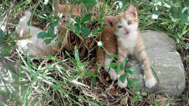 开云体育平台APP-鹰击风城！奥运周期关键战，特雷·杨50分狂飙宣告老鹰带走公牛