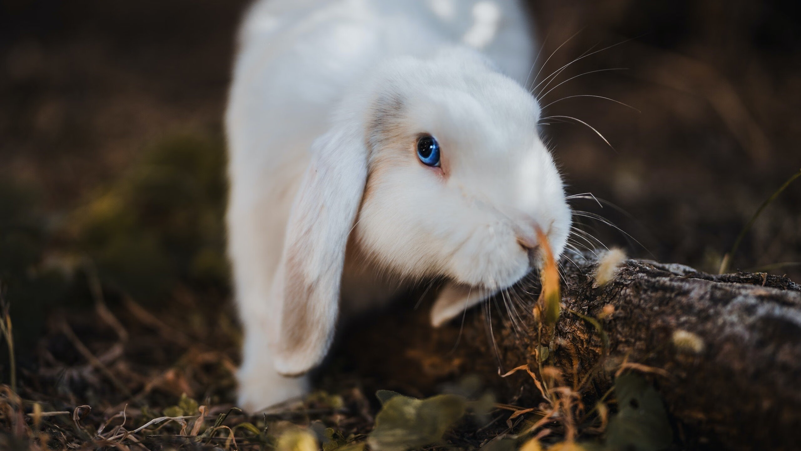 开云体育官方网站-压力淬炼的末节荣耀，当拜仁的团队韧性与德布劳内的孤独爆发照亮赛场