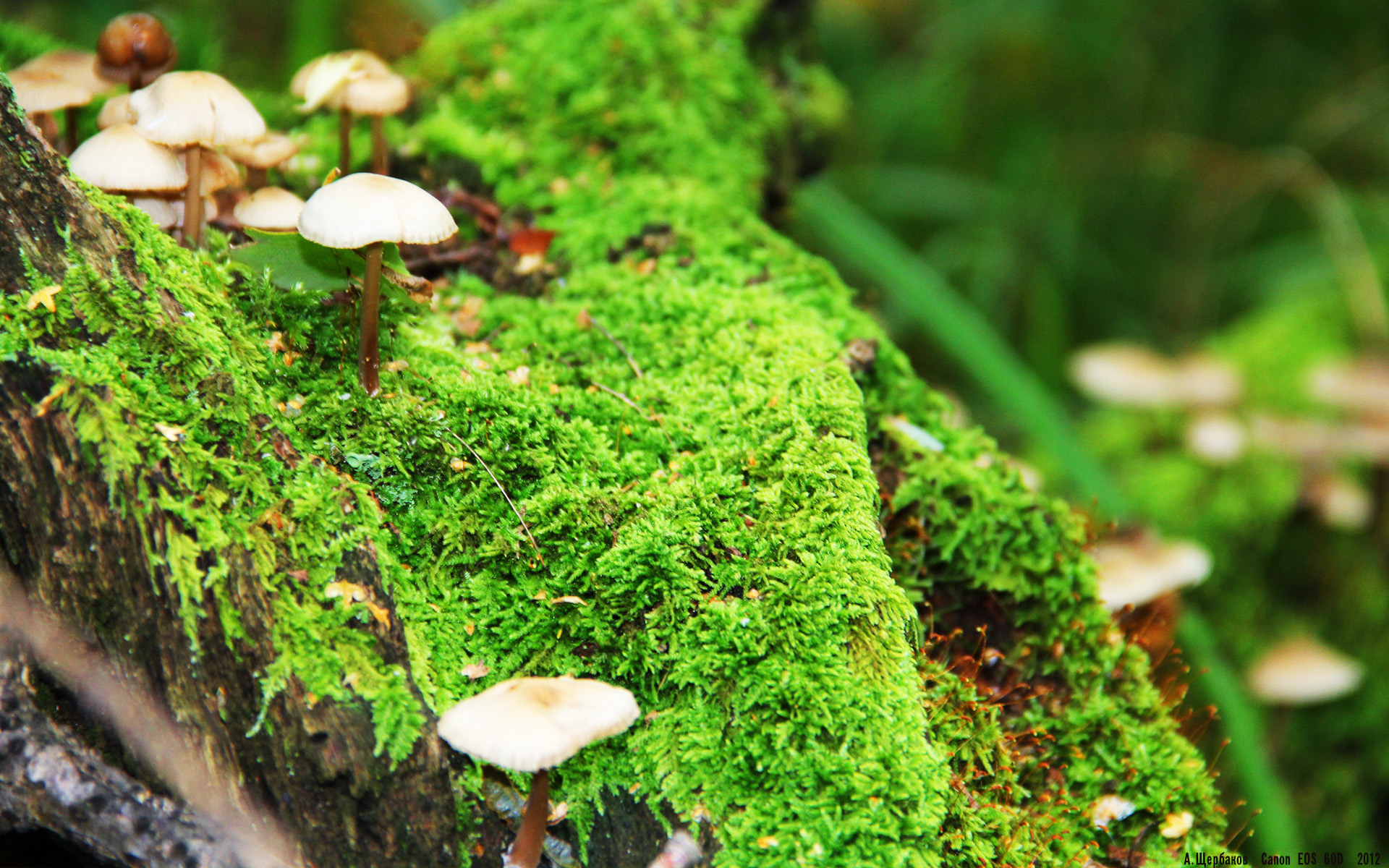 开云体育APP下载-智利轻取拜仁，战术革新下，姆巴佩如何化身关键胜负手？