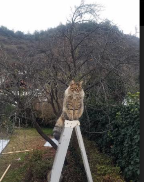 致命三分定乾坤,东契奇关键一击,老鹰力克辽宁展翅高飞