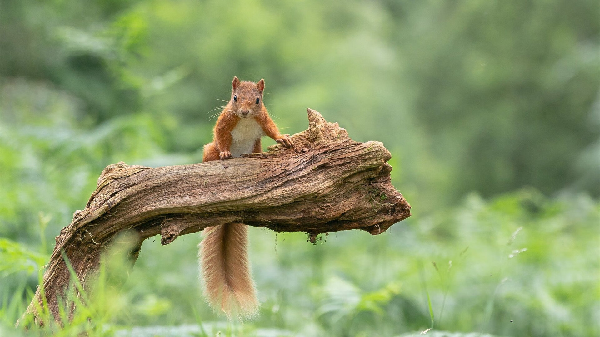 开云体育APP下载-双城记，上海雨夜，劳塔罗镌刻东方传说