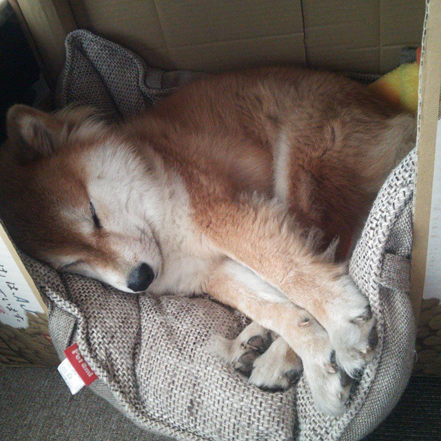 2026世界杯焦点战，猛龙狂胜黄蜂，篮球盛宴点燃跨洲激情