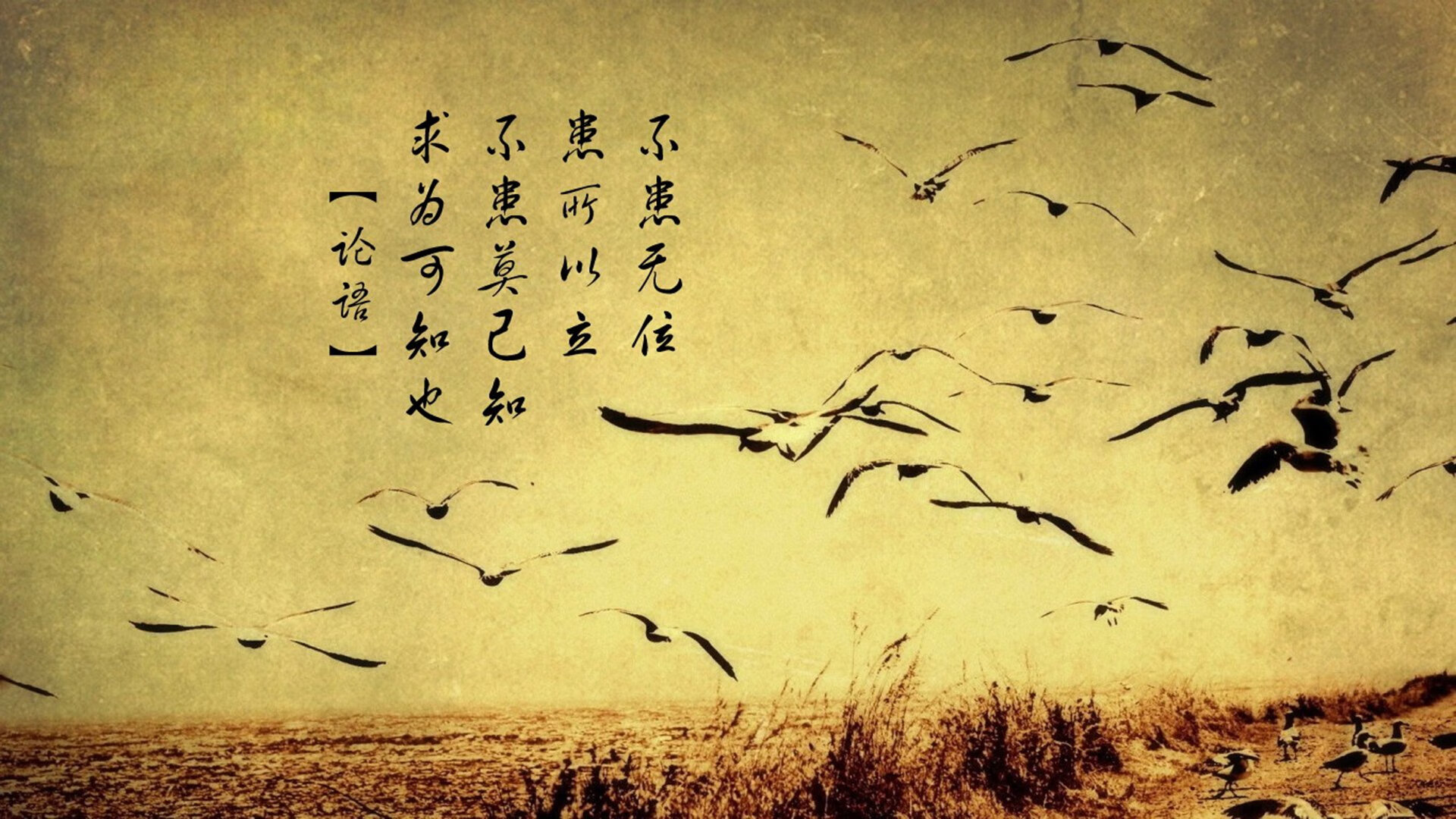 F1年度争冠焦点战，土耳其队强势碾压中国队，冠军悬念终结